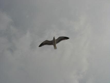 Western Gull soaring over the ferry.  This gull just glided above us for a lot of the ferry trip<br>Location: <a href="https://www.google.com/maps/search/?api=1&query=37.8204,-122.41538" target="_new">Alcatraz Ferry</a>